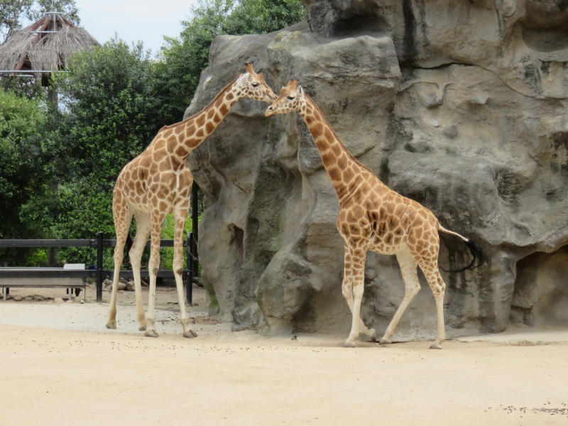 Go ape in Taronga zoo