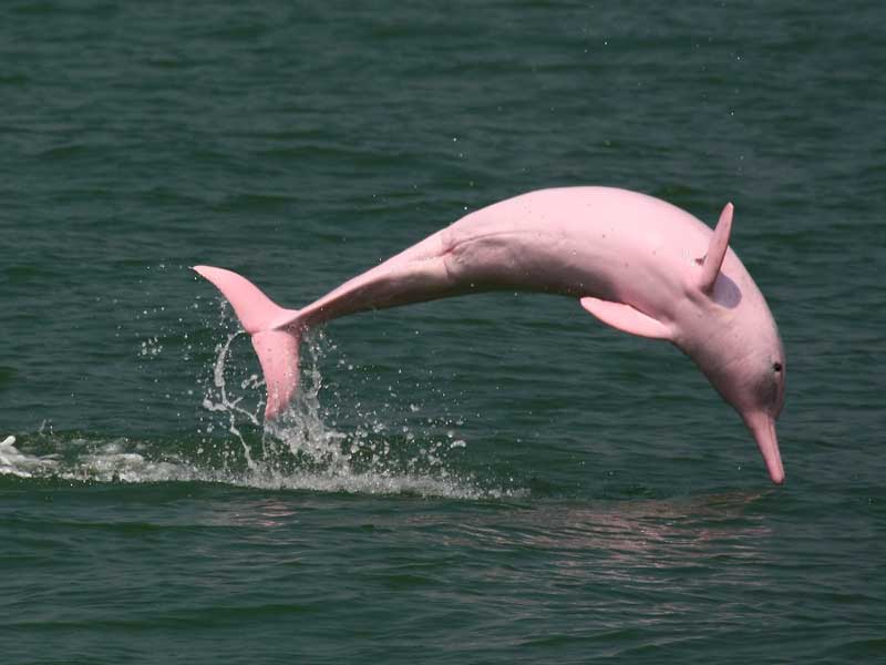 pink dolphins around Lantau Island