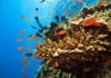Great Barrier Reef