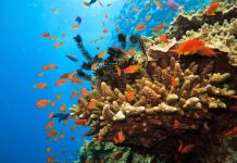 Great Barrier Reef