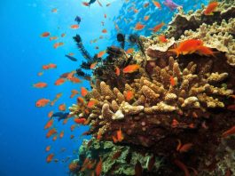 Great Barrier Reef
