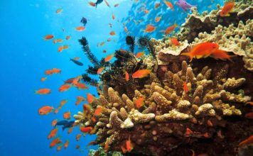 Great Barrier Reef