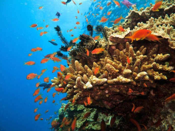 Great Barrier Reef
