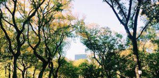New York to See Central Park's
