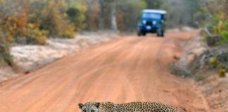 Travel Tips And Guide For Sri Lanka Travel