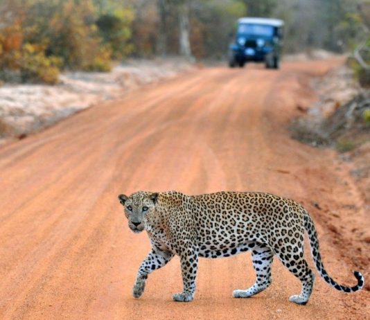Travel Tips And Guide For Sri Lanka Travel