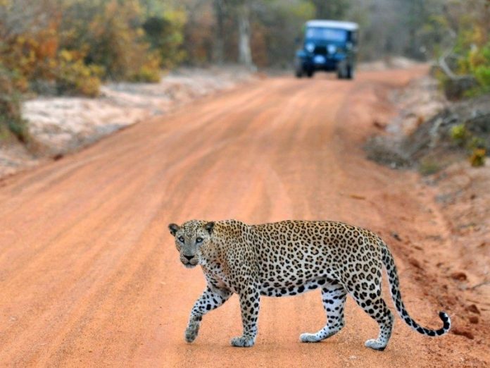 Travel Tips And Guide For Sri Lanka Travel