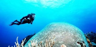 Amazing Dive Sites of the World